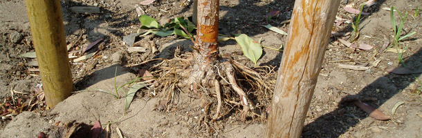 Closeup of unhealthy looking tree roots 