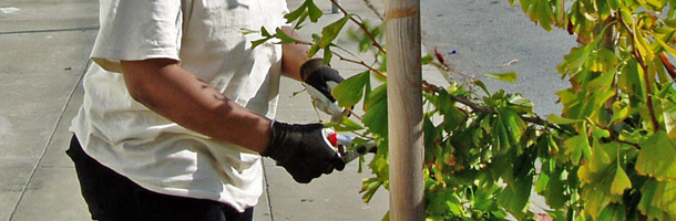 Person pruning a tree 