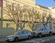 Excessively pruned street trees
