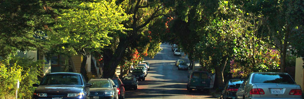 Tree-lined street 
