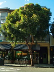 A mature street tree in front of a restaurant
