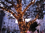 A string of lights glowing in a street tree at dusk