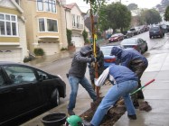 People planting a tree on a steep street in the rain