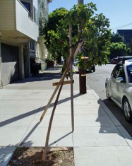 A small street tree that's leaning over