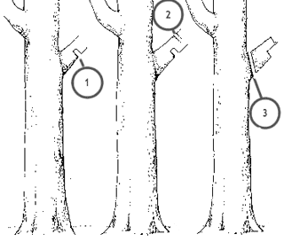 Diagram showing a sequence of three pruning cuts