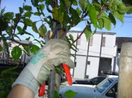 A gloved hand pruning a tree
