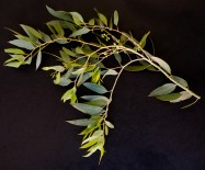 Eucalyptus sideroxylon 'Rosea' (Red Ironbark) - leaves