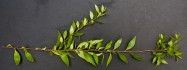 A. Maytenus boaria 'Green Showers' (Mayten) - leaves