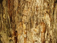 Melaleuca ericifolia (Heath Melaleuca) - bark