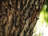 A. Maytenus boaria 'Green Showers' (Mayten) - bark