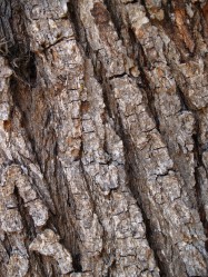 Metrosideros excelsus (New Zealand Christmas Tree) - bark