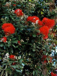 Metrosideros excelsus (New Zealand Christmas Tree) - flowers