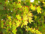 Acer palmatum (Japanese Maple) - leaves