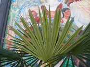 Chamaerops humilis (Mediterranean Fan Palm) - frond