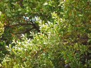 Leptospermum laevigatum (Australian Tea Tree) - leaves