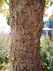 Liquidambar orientalis (Oriental Sweetgum) - bark
