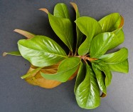 Magnolia grandiflora (Southern Magnolia) - leaves