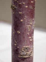 Malus floribunda (Japanese Flowering Crabapple) - bark