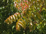 Pistacia chinensis (Chinese Pistache) - leaves