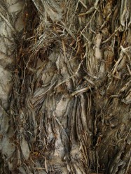 Melaleuca linarifolia (Flaxleaf Paperbark) - bark