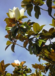 Magnolia grandiflora (Southern Magnolia) - flowers