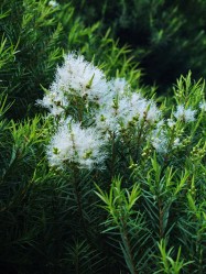 Melaleuca linarifolia (Flaxleaf Paperbark) - flowers