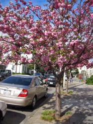 Prunus serrulata 'Kwanzan' (Flowering Cherry) - full view
