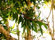 Melaleuca quinquenervia (Cajeput Tree) - leaves