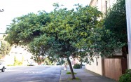 Acacia baileyana (Bailey's Acacia) - full tree