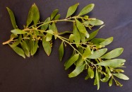 Acacia melanoxylon (Black Acacia) - leaves & flower