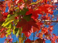  Acer rubrum (Red Maple) - leaves