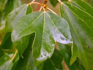 Acer buergerianum (Trident Maple) - leaves