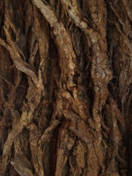 Agonis flexuosa (Peppermint Willow) - bark