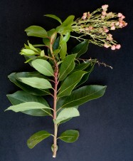 Arbutus 'Marina' (Strawberry Tree) - leaves & flower