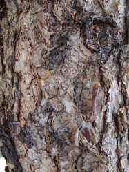 Betula nigra (River Birch) - bark