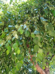 Betula nigra (River Birch) - leaves