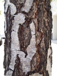 Betula pendula (European White Birch) - bark