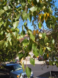 Betula pendula (European White Birch) - leaves