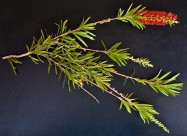 Callistemon viminalis (Weeping Bottlebrush) - leaves