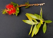 Callistemon citrinus (Lemon Bottlebrush) - leaves & flowers