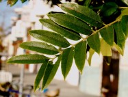 Cassia leptophylla (Gold Medallian Tree) - leaves