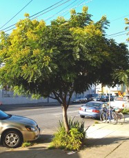 Cassia leptophylla (Gold Medallian Tree) - full view