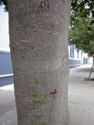 Ceanothus ‘Ray Hartman’ (California Lilac) - bark
