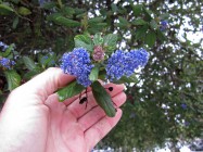 Ceanothus ‘Ray Hartman’ (California Lilac) - flower