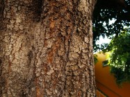 AA. Ceratonia siliqua (Carob Tree) - bark