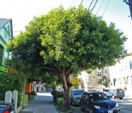 AA. Ceratonia siliqua (Carob Tree) - full view
