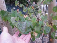 Cercis occidentalis (Western Redbud) - leaves
