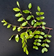 AA. Ceratonia siliqua (Carob Tree) - leaves