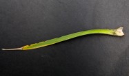 cordyline australis (Cabbage Palm) - leaf