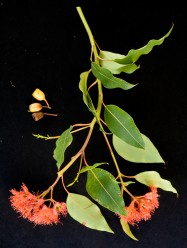 Corymbia ficifolia (Red-flowering Gum) - leaves & flower